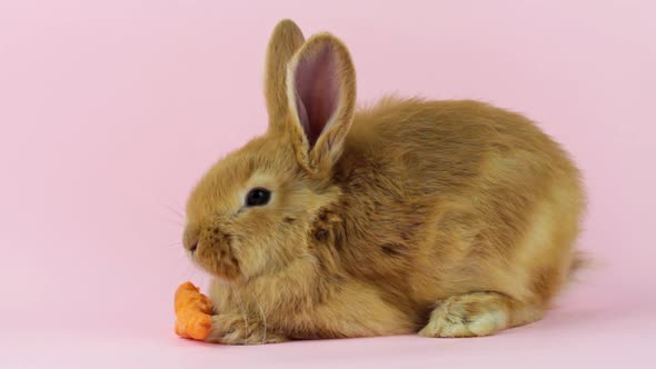 Little Red Fluffy Cute Rabbit with Big Ears Sits Near a Ripe Orange Carrot on a Pastel Beige