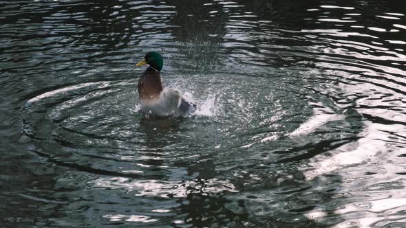 Closeup of a Drake