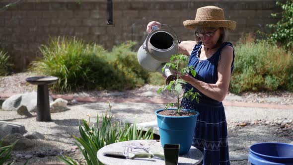 A beautiful old woman gardener using a watering can on her newly planted tomato on a sunny day in th