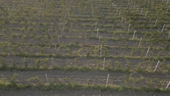 Aerial flight over beautiful vineyard landscape in Kakheti, Georgia