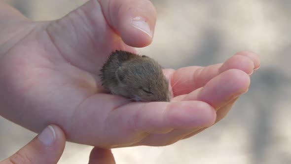 Small Child Hand Holds Little Brown Rat Standing on Street