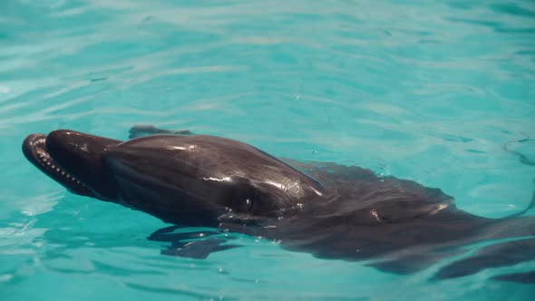 Unhappy Dolphin is Out of Will Imprisoned in Dolphinarium Animals Should Be Free