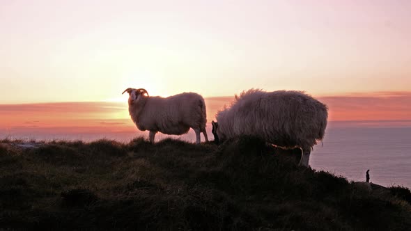 Sheep Enjoying the Sunset at the Slieve League Cliffs in County Donegal, Ireland