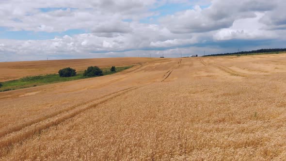 Wheat Ears Field Arial View