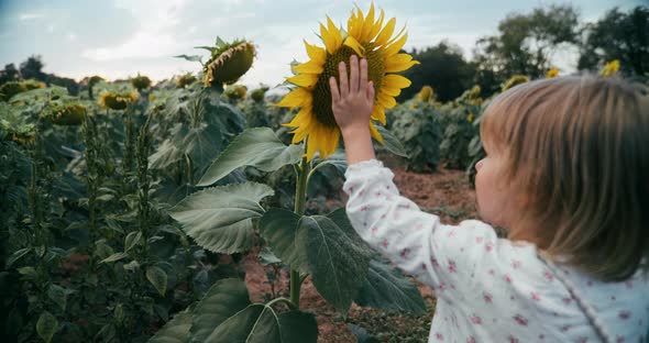 Little Girl on Sunflower Meadow at Summer Vacation Touch Flower with Hand