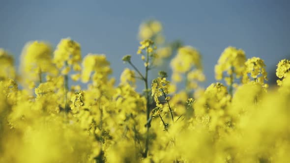 Rape field near the public road with much closer and narrowed view.