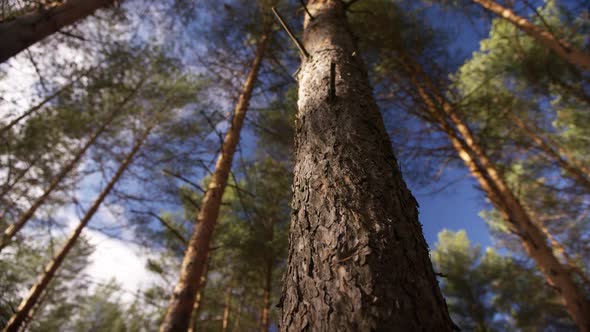 A Trunk of a Pine Tree in a Green Summer Forest