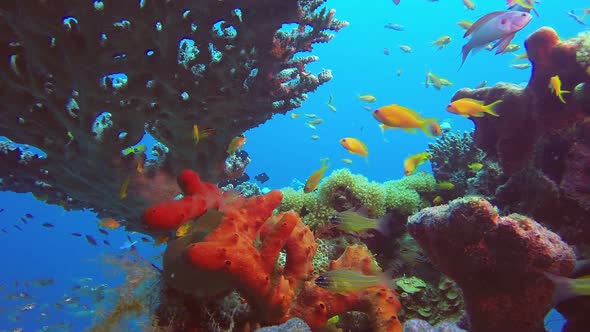 Underwater Beautiful Marine Life