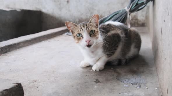 Stray Cat Meows Pitifully at Camera Sitting on a Dirty Floor in Africa Zanzibar