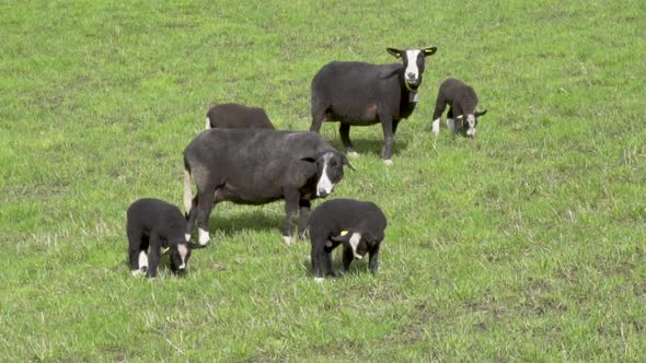 Black suffolk sheep and lamb on a filed on a sunny day_slomo