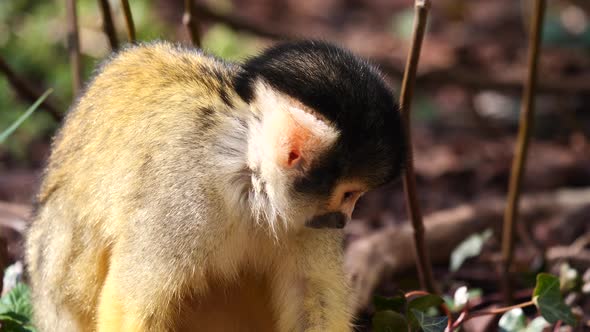 Close up shot of sweet Baby Saimiri Monkey looking around in Wilderness during sunny day