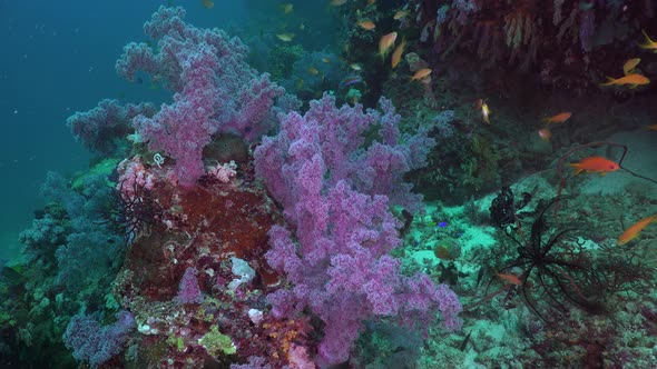 Purple soft corals and orange reef fishes on tropical coral reef