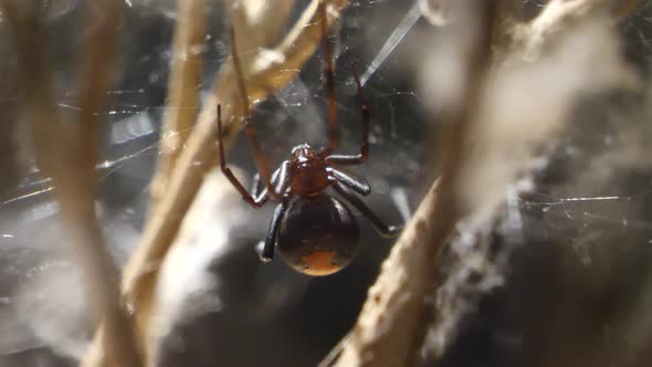 Close up shot of black widow spider (Latrodectus) hanging in net during sunny day outdoors