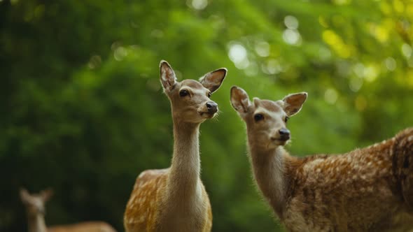 Young Deer Looking Away As Another Deer Joins In