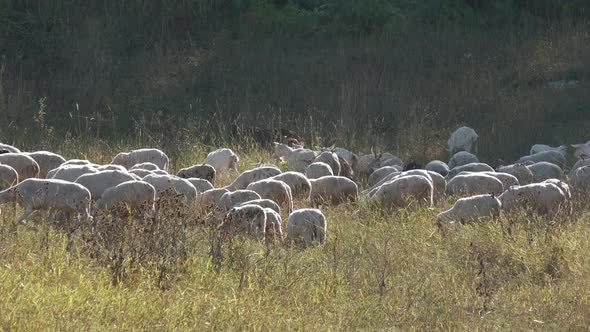 Goats Livestock in Rural Farm Field