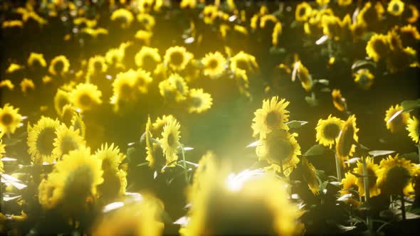 Sunflowers Blooming in Late Summer