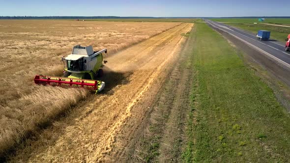 Combine Harvests Wheat on Gold Field Near Asphalt Road