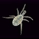 A tick of order Mesostigmata under a microscope, possibly of the family Laelapidae - VideoHive Item for Sale