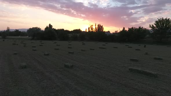 Wheat Field