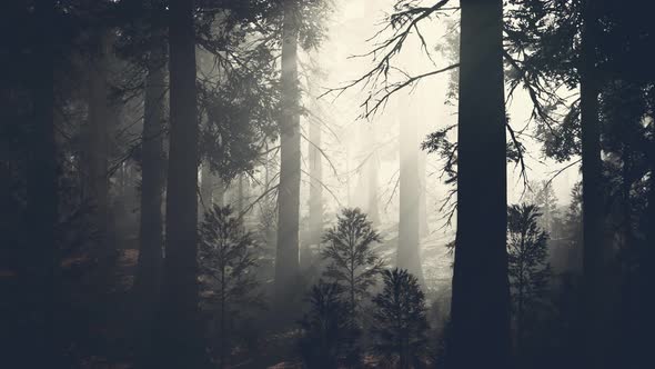 Black Tree Trunk in a Dark Pine Tree Forest