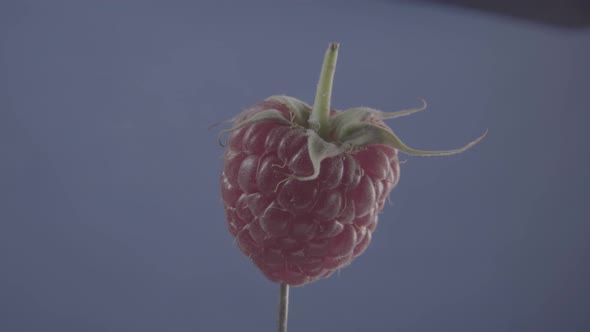 Raspberry Rotating with Loop on Blue Screen for Chroma Key