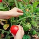 Woman harvesting fresh organic tomatoes in the garden on a sunny day - VideoHive Item for Sale
