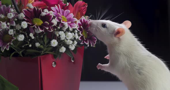 Domestic White Rat Sniffs Beautiful Flowers