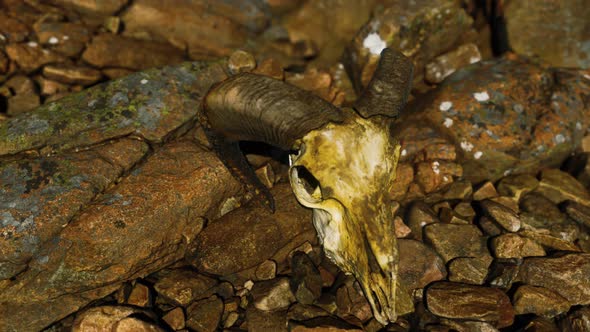 Ram Skull on Desert Rocks