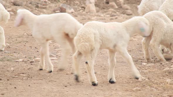 Flock of Sheep Walking