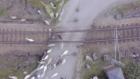 Animals Walking Along a Railway Track Endangering Oncoming Trains