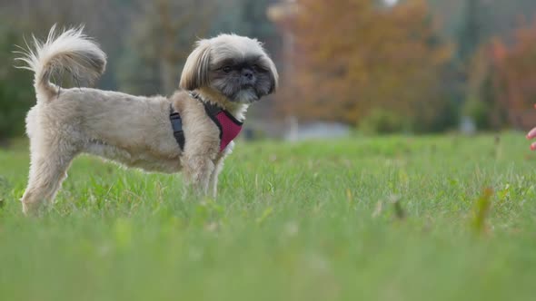 Shih Tzu Dog in Red Breast Collar Stands on Green Grass