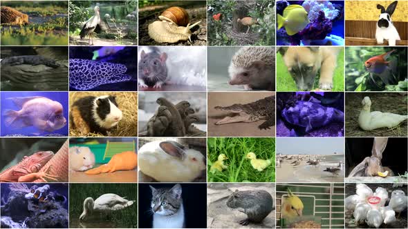 Animated video walls with many animals. Video collage