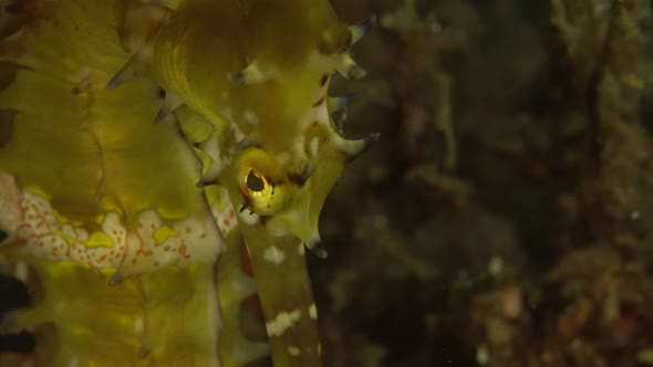 green thorny seahorse close up