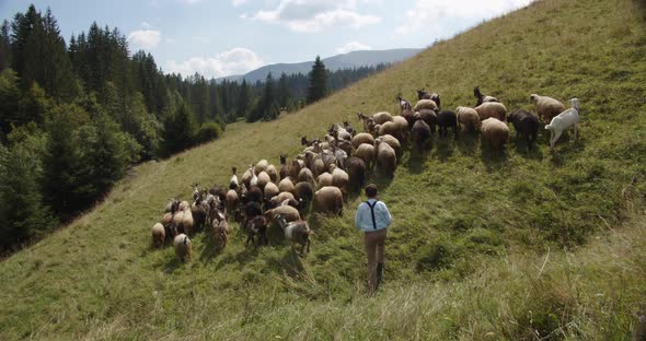 Boy Grazes A Flock Of Sheep And Goats In The Mountains. Little Shepherd