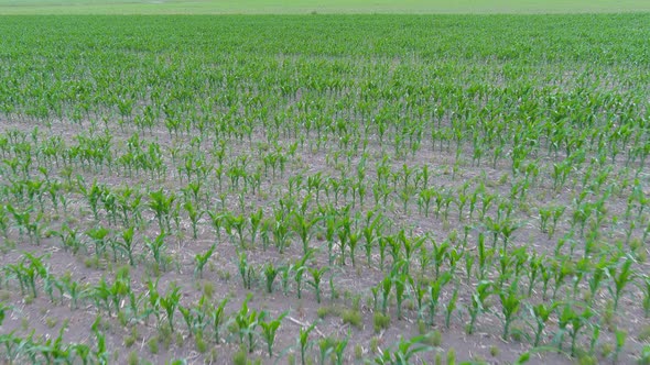 4K drone flying over crops field in rural area.