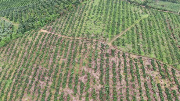 Lemon plantations in the Andes