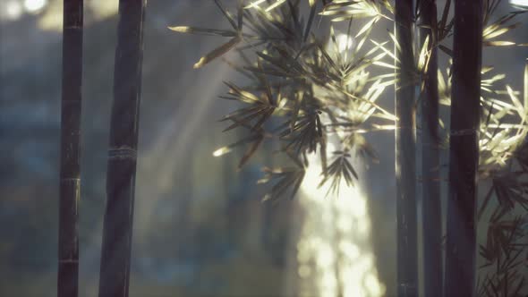 Asian Bamboo Forest with Sunlight