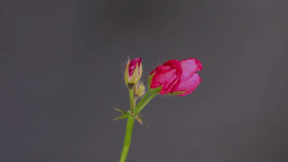Timelapse of Red Flower Blooming on Black Background Close Up