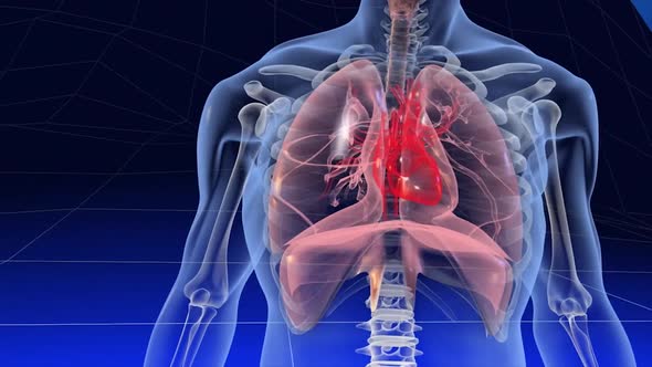 Human heart, realistic anatomy 3d model of human heart on the monitor