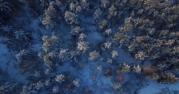 Flying Over the Snowy Tops of Trees of a Winter Pine Forest on a Sunrise