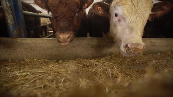 Meat fattening farm, cattle eating feed.