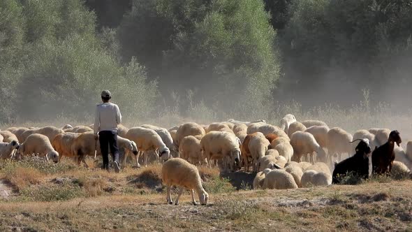 Young Shepherd of the Sheep Flock Walks Among the Sheeps