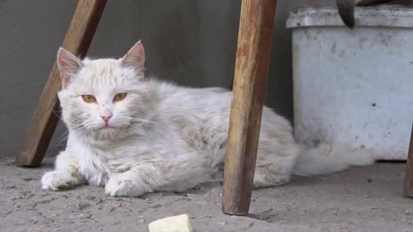 Homeless Dirty Cat Lies on Torn Dirty Asphalt in the Yard