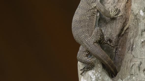 Monitor Lizard Tropical Wildlife