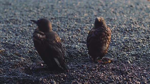 Fluffy Black Birds on Black Sand Beach in Iceland