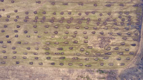 Small Round Heaps of Manure in a Farm Field Lie in Even Rows