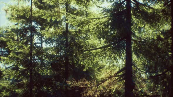 Green Cone Trees in Bright Sun Light