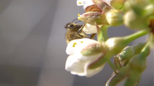 Spring bees slow-motion pack