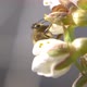 Spring bees slow-motion pack - VideoHive Item for Sale