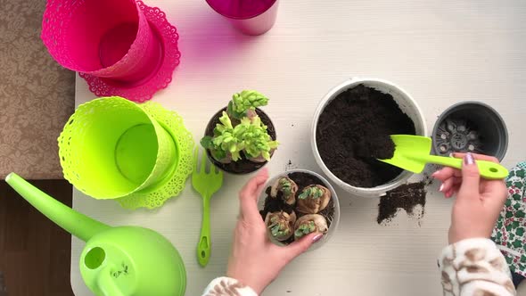 A Woman Adds Soil To A Pot Of Transplanted Primroses. Bulbs And Buds Are Visible. Filmed From Above.